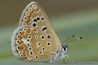 Polyommatus icarus