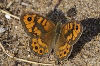 Lasiommata megera