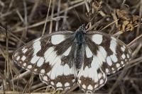 Melanargia galathea