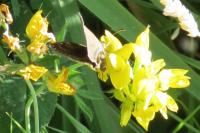 Erynnis tages
