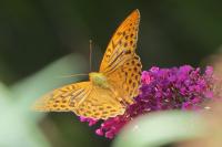 Argynnis paphia