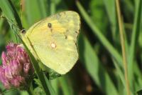 Colias crocea