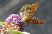 Argynnis paphia