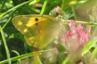 Colias crocea