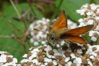 Thymelicus sylvestris