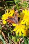 Lycaena phlaeas