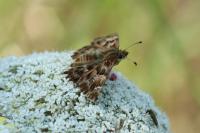 Carcharodus alceae