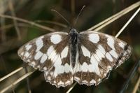 Melanargia galathea
