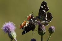 Araschnia levana