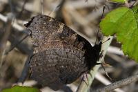 Aglais io