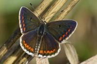 Aricia agestis
