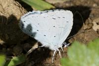 Celastrina argiolus