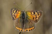 Lycaena phlaeas