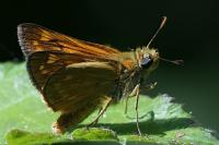 Ochlodes sylvanus