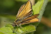 Thymelicus lineola