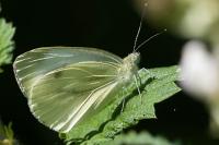 Pieris napi