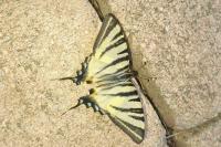 Iphiclides podalirius