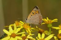 Lycaena phlaeas