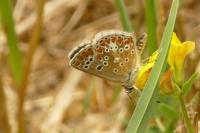 Aricia agestis