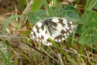 Melanargia galathea