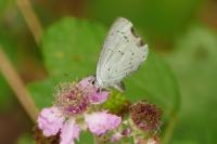 Celastrina argiolus