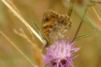 Lasiommata megera