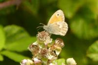 Coenonympha pamphilus