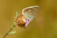 Polyommatus icarus