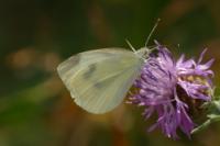 Pieris rapae