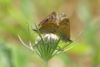 Erynnis tages