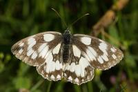 Melanargia galathea