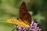 Argynnis paphia