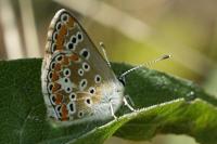Aricia agestis