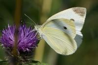 Pieris rapae