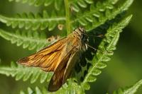 Ochlodes sylvanus