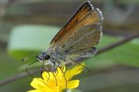Thymelicus lineola