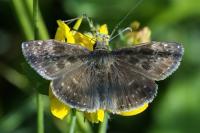 Erynnis tages