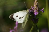 Pieris brassicae