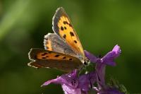 Lycaena phlaeas