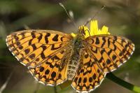 Boloria dia