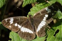 Limenitis camilla