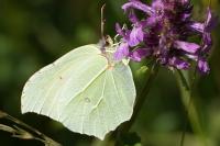 Gonepteryx rhamni