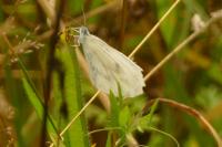 Leptidea sinapis