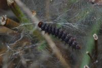 Melitaea cinxia