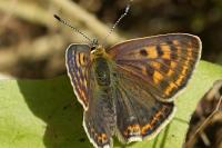 Lycaena tityrus