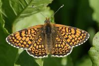 Melitaea cinxia
