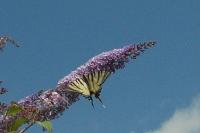 Iphiclides podalirius