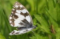 Melanargia galathea