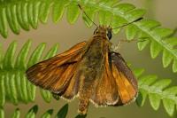 Ochlodes sylvanus