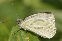 Pieris napi